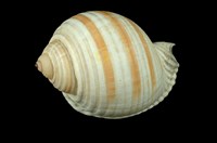 藏品(褐帶鶉螺)的圖片